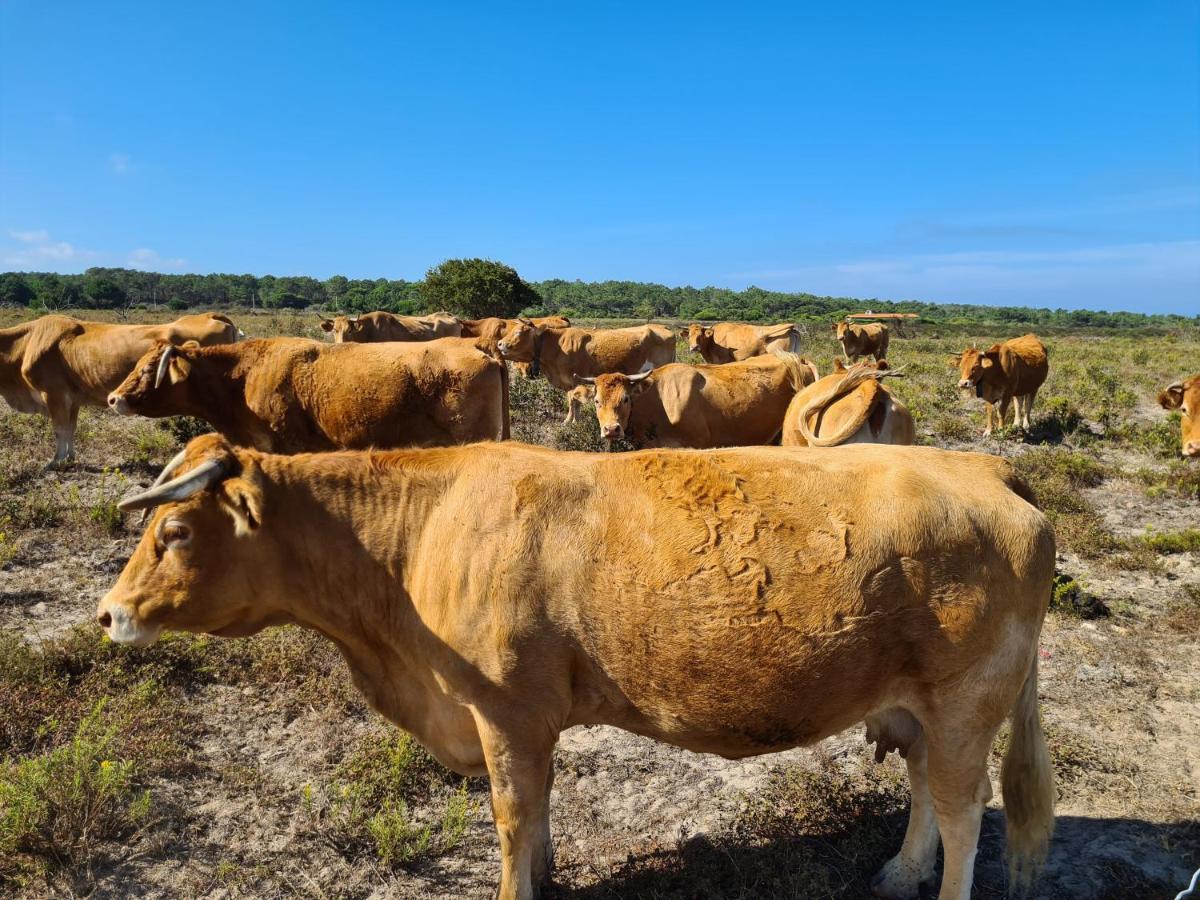 Herdade Da Vagem Rogil Extérieur photo